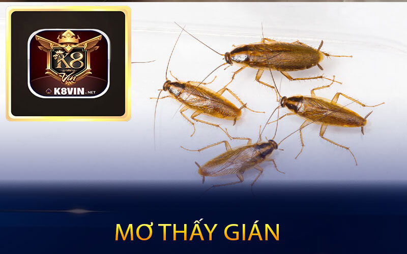 Mơ thấy gián